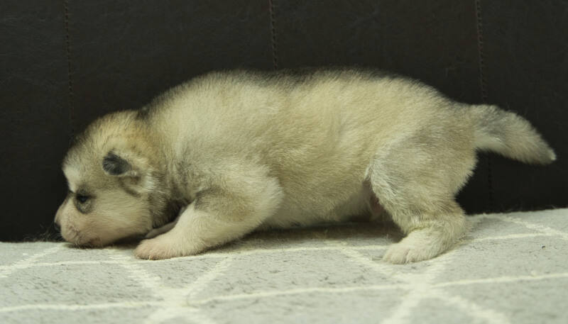 シベリアンハスキー子犬の写真No.202405032左側面5月26日現在