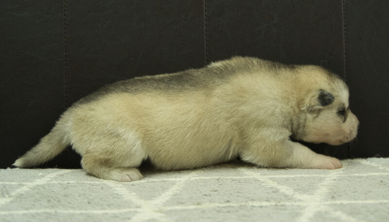 シベリアンハスキー子犬の写真No.202405033右側面5月26日現在