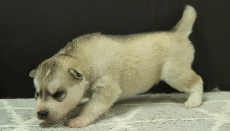 シベリアンハスキー子犬の写真No.202405033-4　5月26日現在