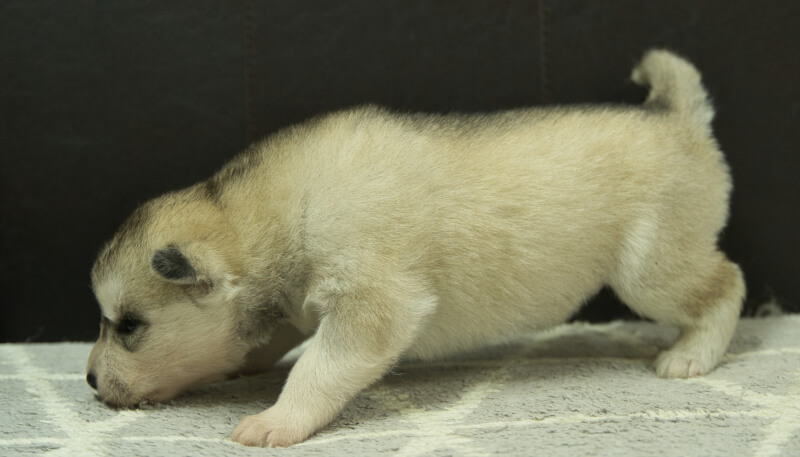 シベリアンハスキー子犬の写真No.202405033左側面5月26日現在