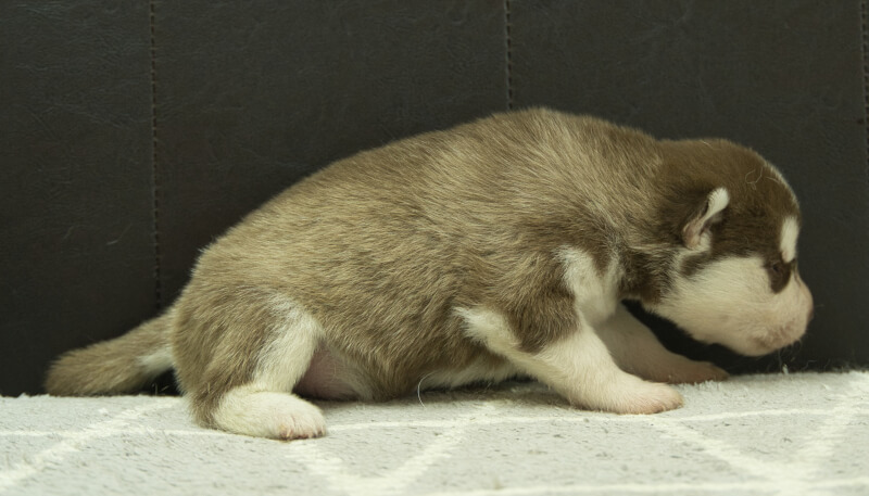 シベリアンハスキー子犬の写真No.202405034右側面5月26日現在