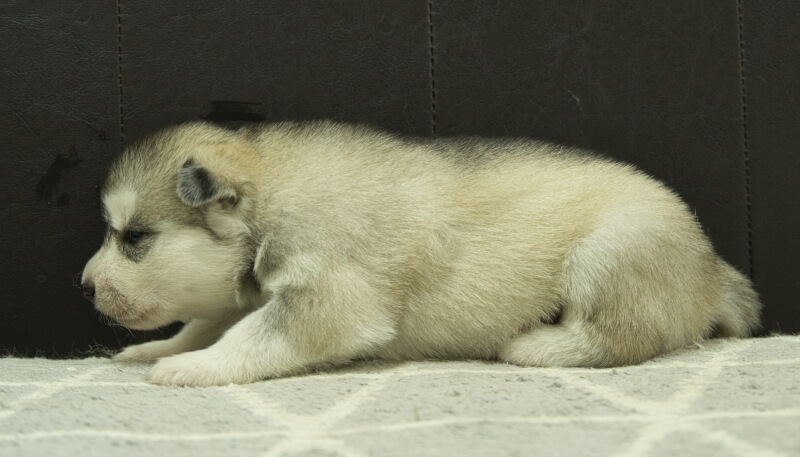 シベリアンハスキー子犬の写真No.202405021左側面5月26日現在