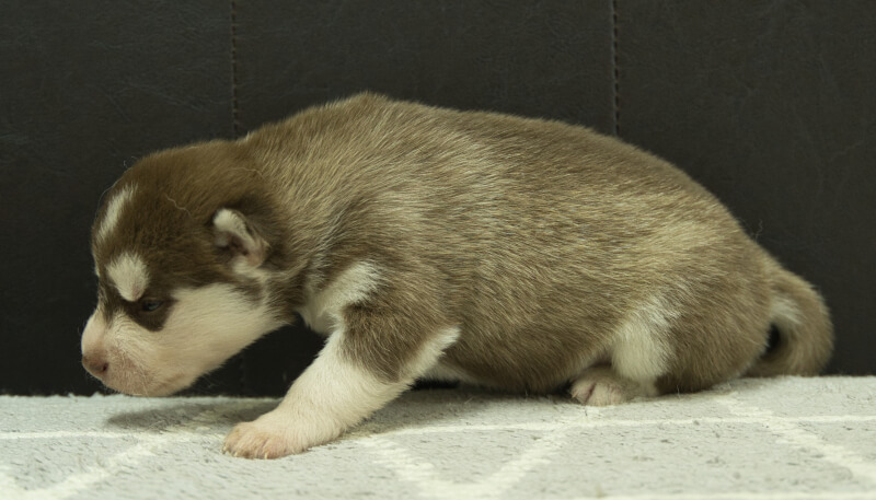 シベリアンハスキー子犬の写真No.202405034左側面5月26日現在