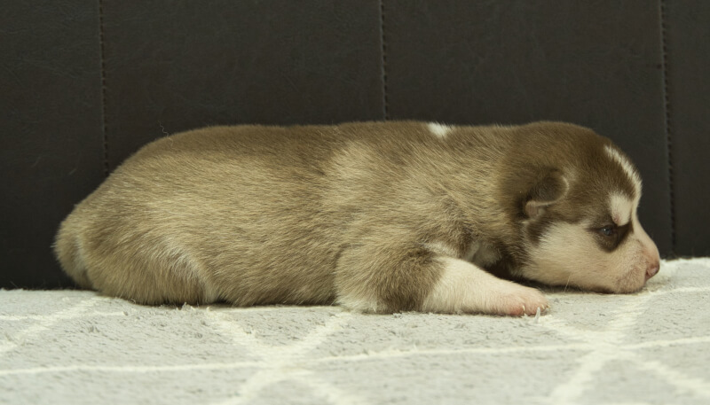 シベリアンハスキー子犬の写真No.202405035右側面5月26日現在