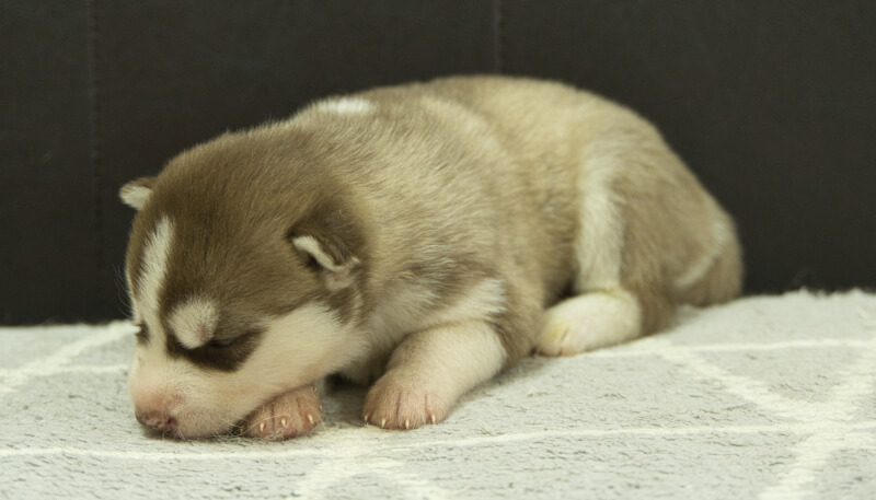 シベリアンハスキー子犬の写真No.202405035-4　5月26日現在