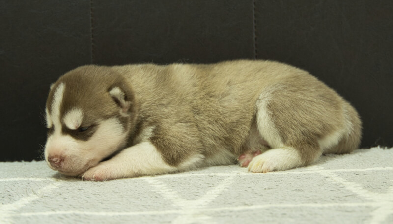 シベリアンハスキー子犬の写真No.202405035左側面5月26日現在