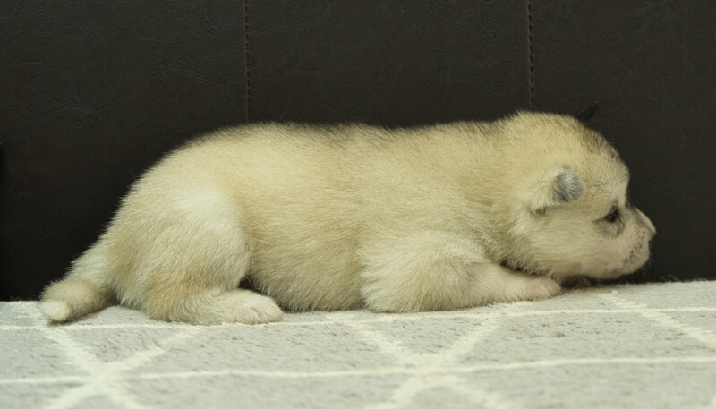 シベリアンハスキー子犬の写真No.202405036右側面5月26日現在