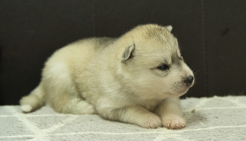 シベリアンハスキー子犬の写真No.202405036-5　5月26日現在