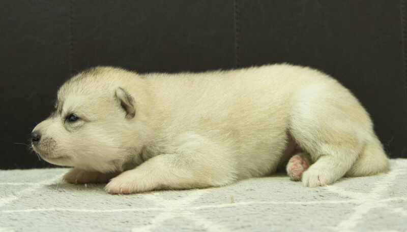 シベリアンハスキー子犬の写真No.202405036左側面5月26日現在