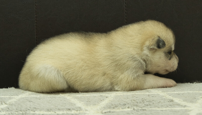 シベリアンハスキー子犬の写真No.202405037右側面5月26日現在