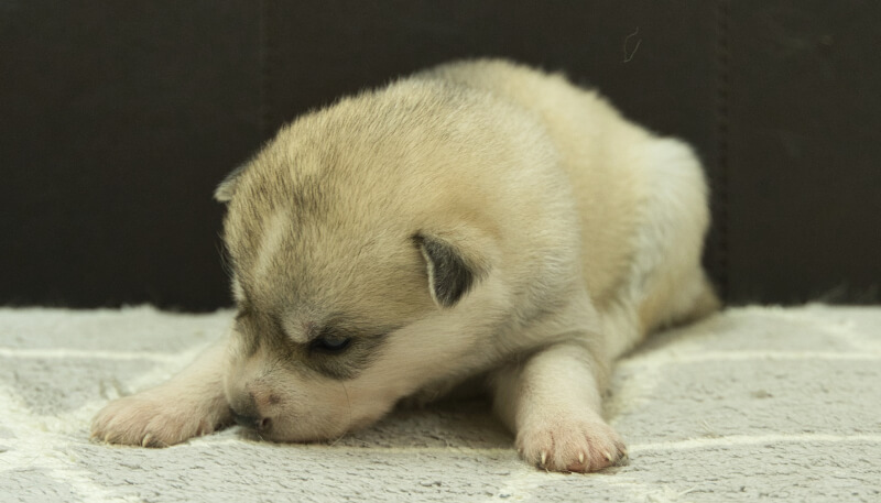 シベリアンハスキー子犬の写真No.202405037-4　5月26日現在
