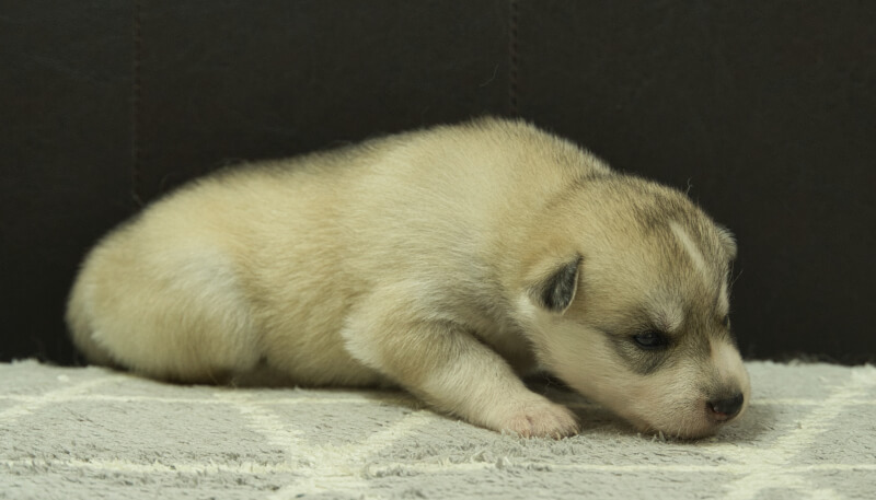 シベリアンハスキー子犬の写真No.202405037-5　5月26日現在
