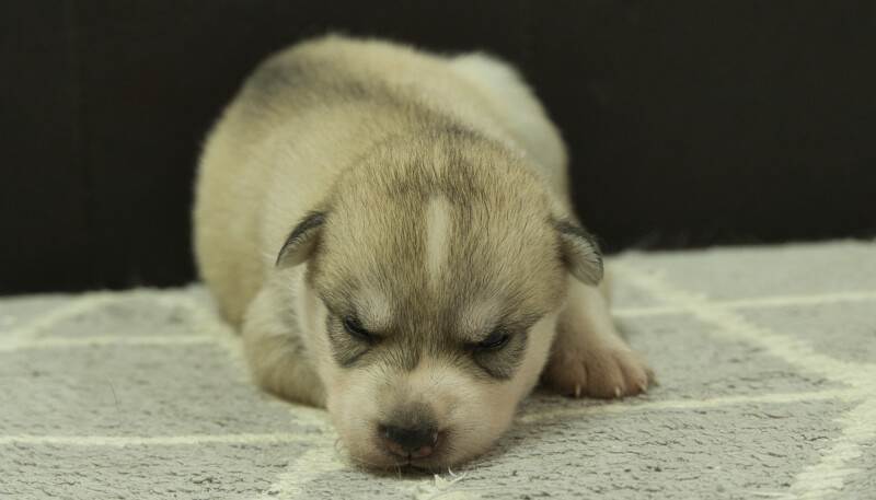 シベリアンハスキー子犬の写真No.202405037正面5月26日現在