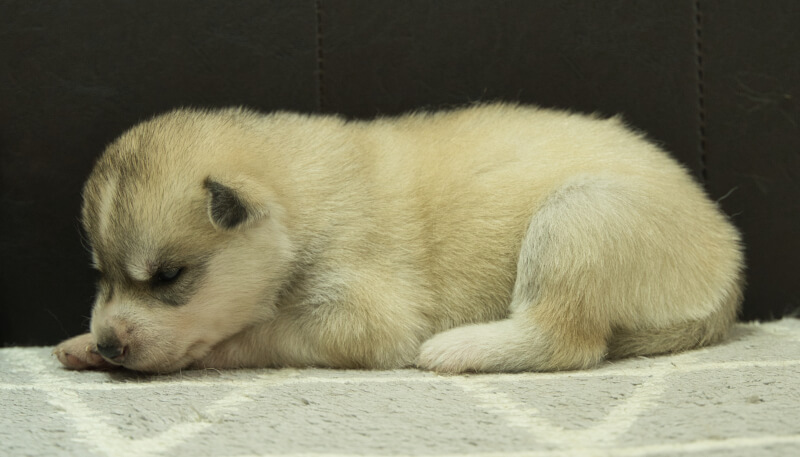 シベリアンハスキー子犬の写真No.202405037左側面5月26日現在