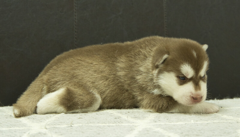 シベリアンハスキー子犬の写真No.202405022右側面5月26日現在