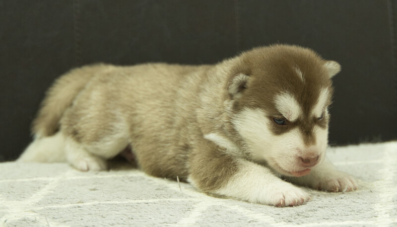 シベリアンハスキー子犬の写真No.202405022-5　5月26日現在