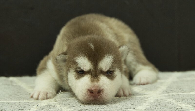 シベリアンハスキー子犬の写真No.202405022正面5月26日現在