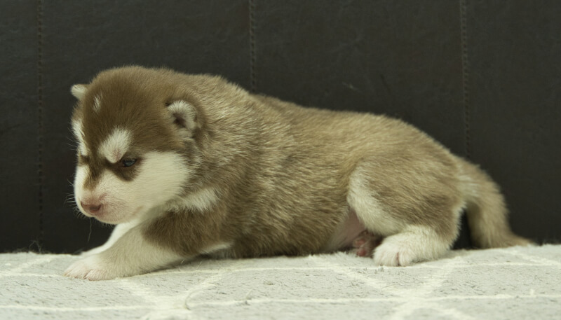 シベリアンハスキー子犬の写真No.202405022左側面5月26日現在