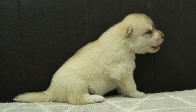 シベリアンハスキー子犬の写真No.202405023右側面5月26日現在