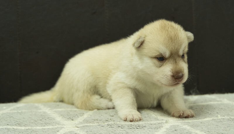 シベリアンハスキー子犬の写真No.202405023-5　5月26日現在