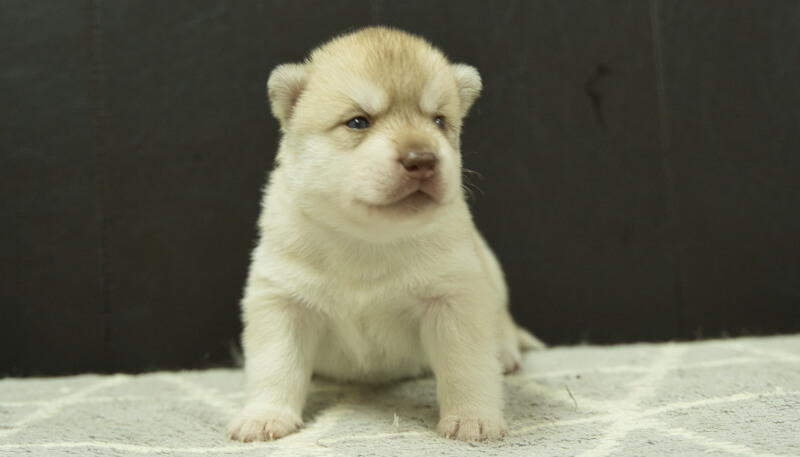 シベリアンハスキー子犬の写真No.202405023正面5月26日現在