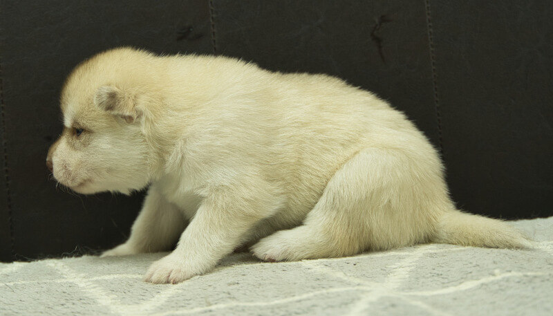 シベリアンハスキー子犬の写真No.202405023左側面5月26日現在