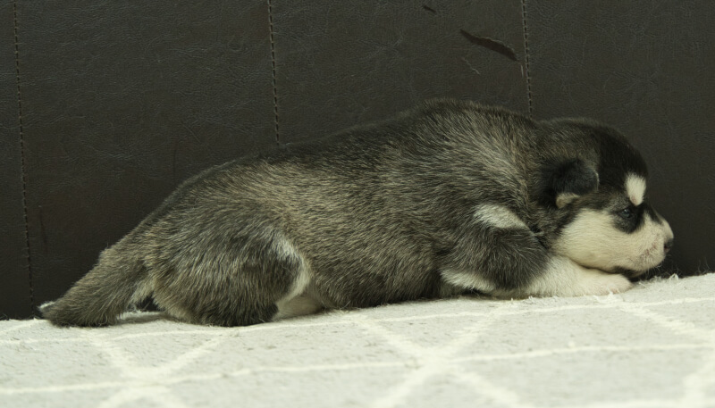 シベリアンハスキー子犬の写真No.202405024右側面5月26日現在