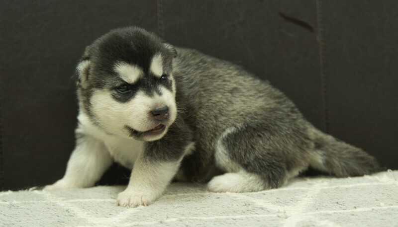 シベリアンハスキー子犬の写真No.202405024-4　5月26日現在