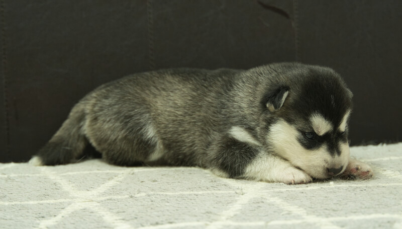 シベリアンハスキー子犬の写真No.202405024-5　5月26日現在