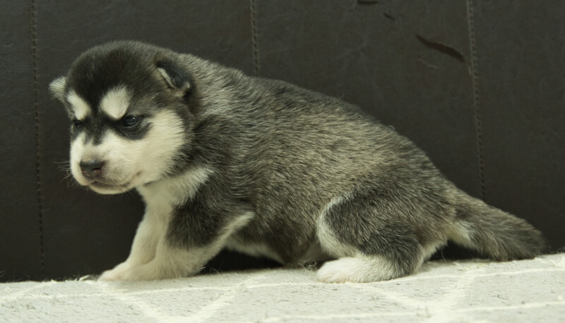 シベリアンハスキー子犬の写真No.202405024左側面5月26日現在
