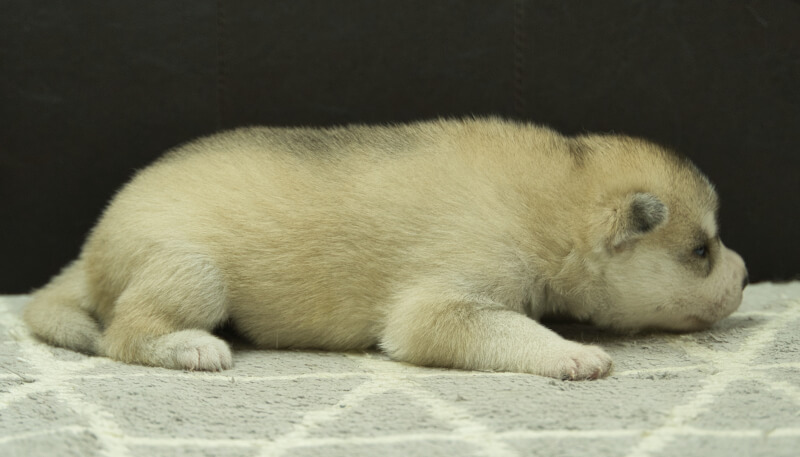 シベリアンハスキー子犬の写真No.202405025右側面5月26日現在
