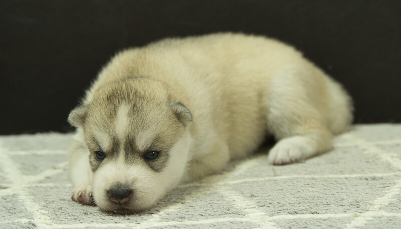 シベリアンハスキー子犬の写真No.202405025-4　5月26日現在