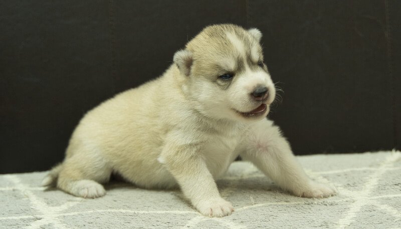 シベリアンハスキー子犬の写真No.202405025-5　5月26日現在