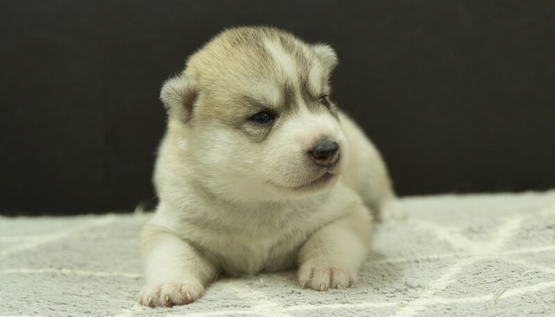 シベリアンハスキー子犬の写真No.202405025正面5月26日現在