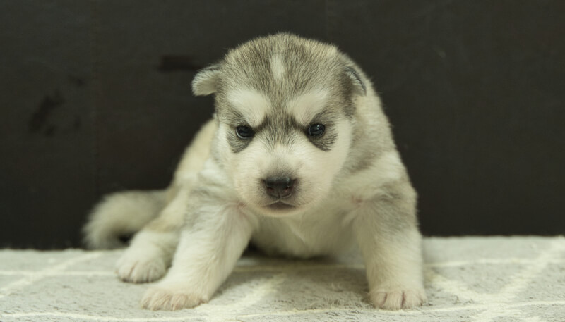 シベリアンハスキー子犬の写真No.202405021正面5月26日現在