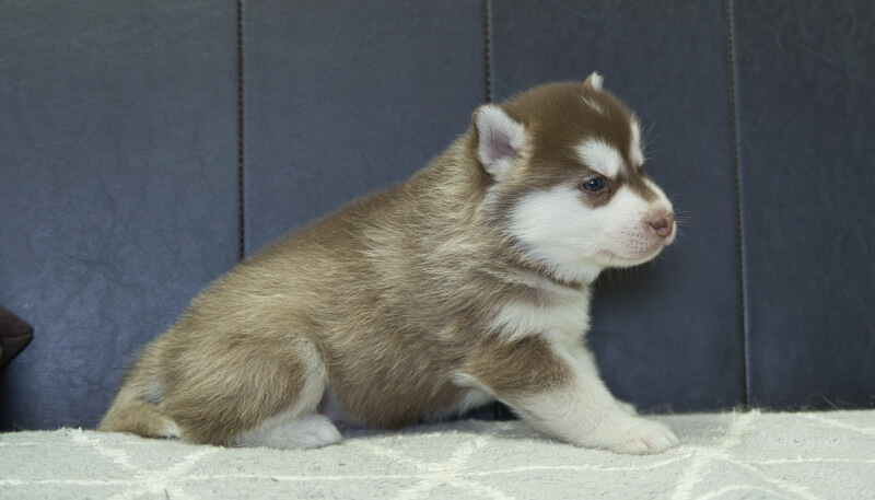 シベリアンハスキー子犬の写真No.202405022右側面6月4日現在