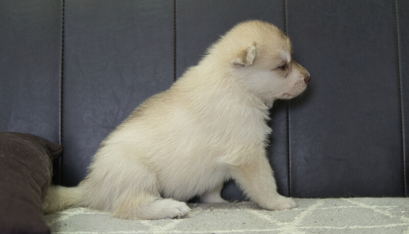 シベリアンハスキー子犬の写真No.202405023右側面6月4日現在
