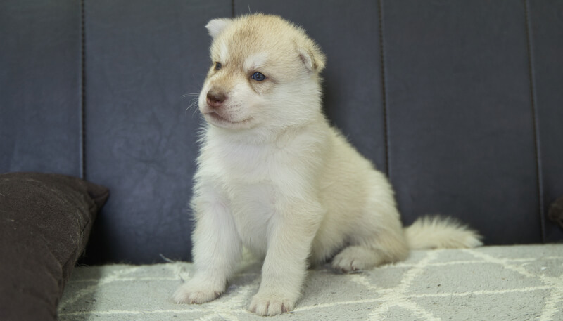 シベリアンハスキー子犬の写真No.202405023-4　6月4日現在
