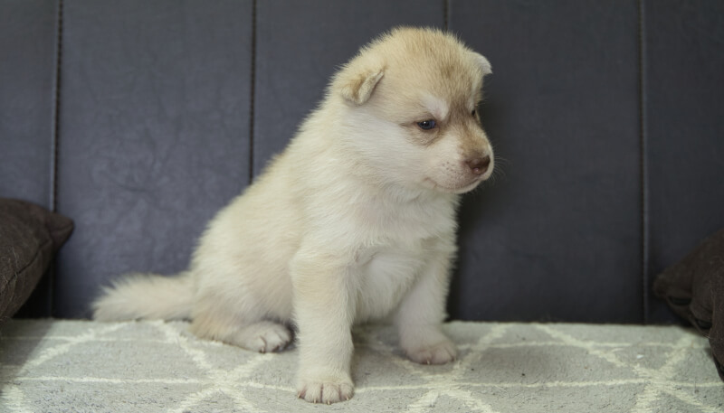 シベリアンハスキー子犬の写真No.202405023-5　6月4日現在