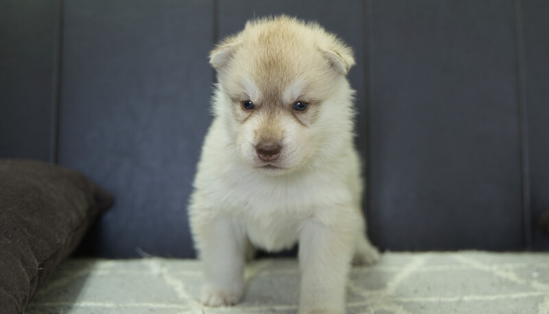 シベリアンハスキー子犬の写真No.202405023正面6月4日現在
