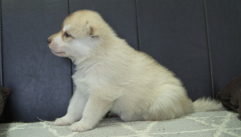 シベリアンハスキー子犬の写真No.202405023左側面6月4日現在