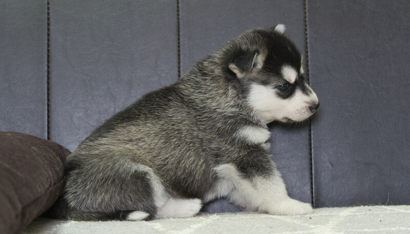 シベリアンハスキー子犬の写真No.202405024右側面6月4日現在