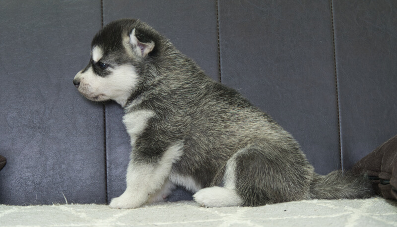 シベリアンハスキー子犬の写真No.202405024左側面6月4日現在