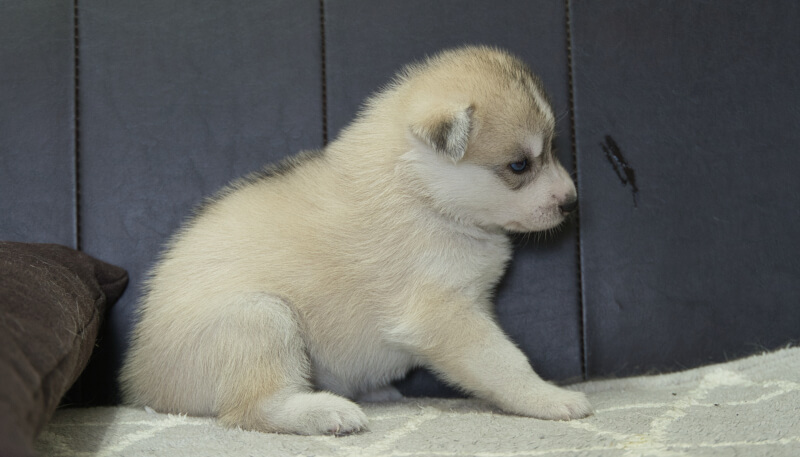 シベリアンハスキー子犬の写真No.202405025右側面6月4日現在