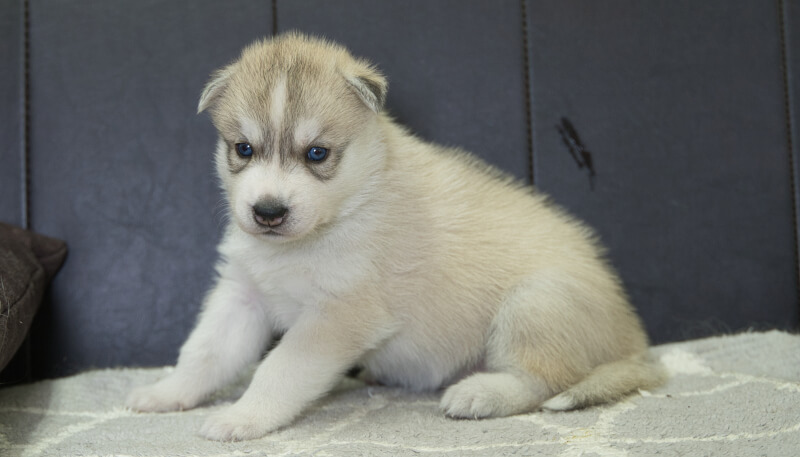 シベリアンハスキー子犬の写真No.202405025-4　6月4日現在