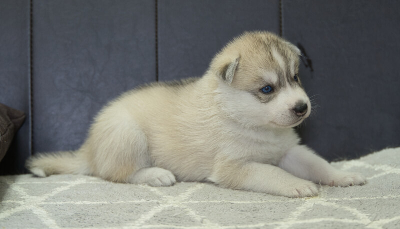 シベリアンハスキー子犬の写真No.202405025-5　6月4日現在