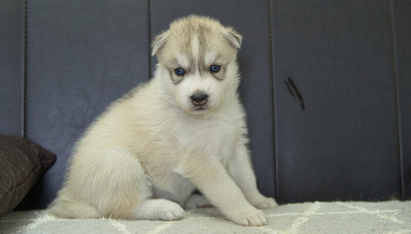 シベリアンハスキー子犬の写真No.202405025正面6月4日現在