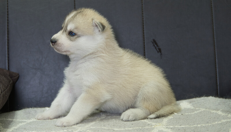 シベリアンハスキー子犬の写真No.202405025左側面6月4日現在