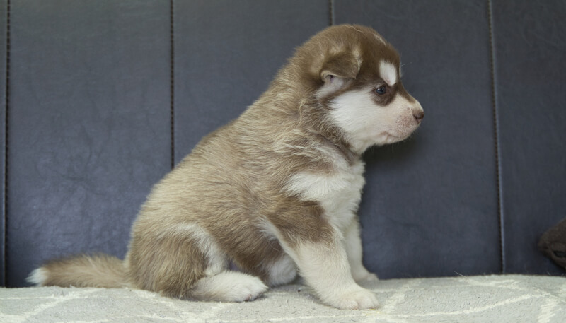 シベリアンハスキー子犬の写真No.202405026右側面6月4日現在