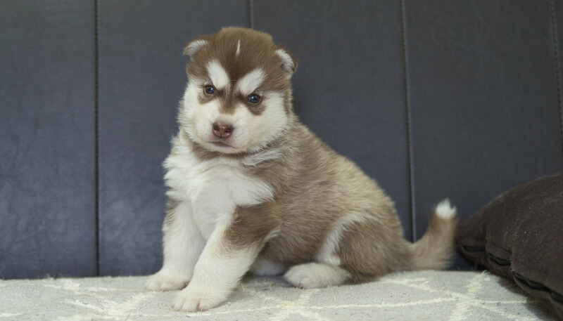 シベリアンハスキー子犬の写真No.202405026-4　6月4日現在